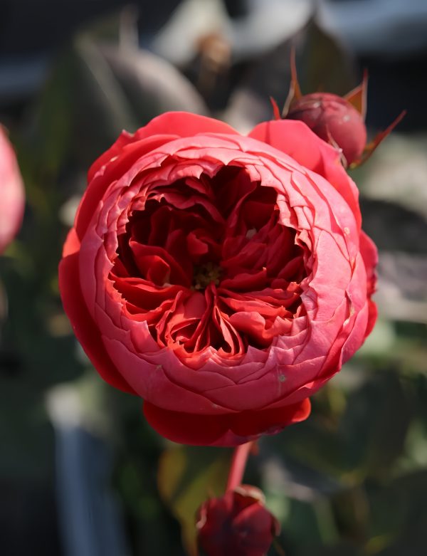 Cinnabar Bowl Rose-Your Roses