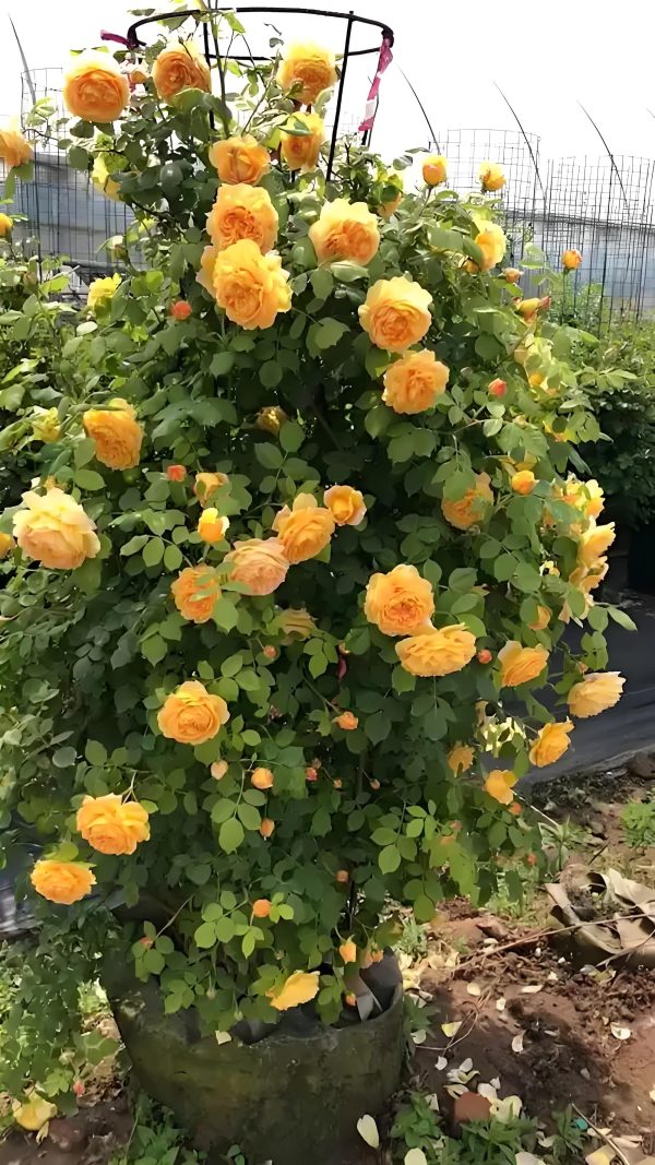 Golden Celebration Rose - Image 2