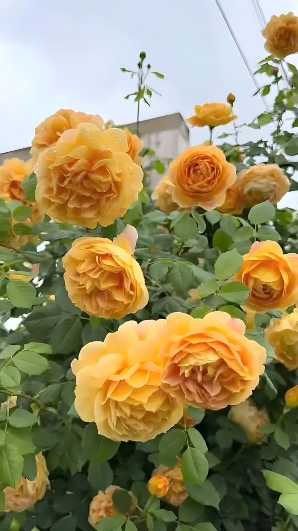 Golden Celebration Rose - Image 4