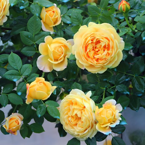 A glorious Golden Celebration rose in full bloom