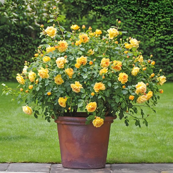 Golden Celebration Rose - Image 3