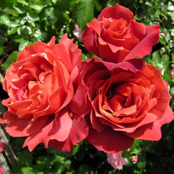 Hot Cocoa Rose Hot Chocolate Rose - Image 3