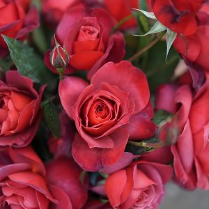 Hot Cocoa Rose Hot Chocolate Rose