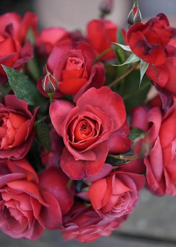 Hot Cocoa Rose Hot Chocolate Rose