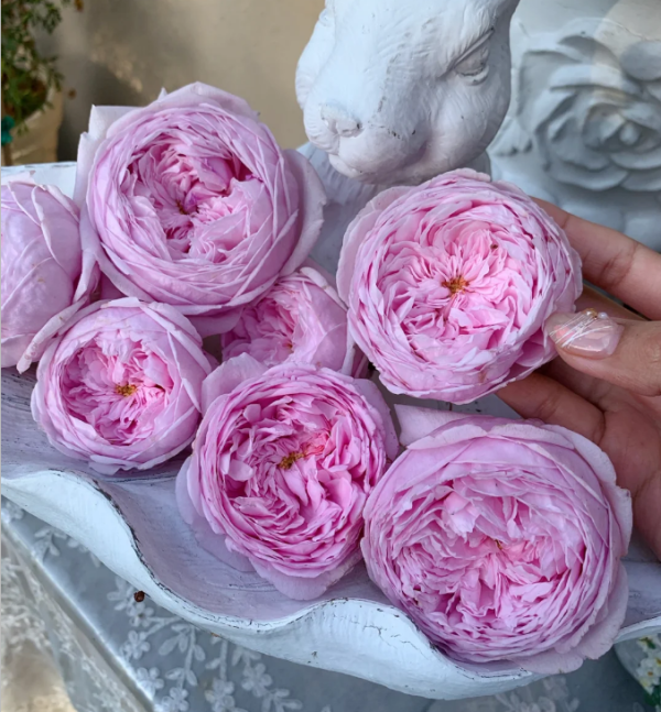 spirit of freedom rose for sale丨Your roses