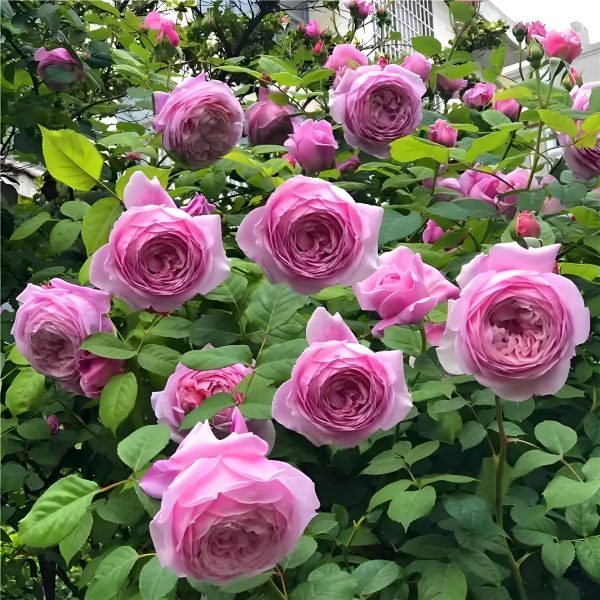 spirit of freedom rose where to buy丨Your roses