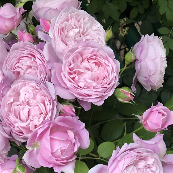 spirit of freedom rose climber 丨Your roses