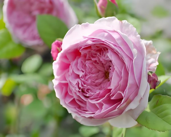 the spirit of freedom rose 丨Your roses