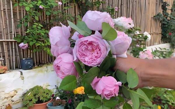 spirit of freedom rose 丨Your roses