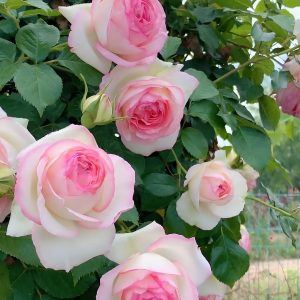 Eden Climber Rose丨Your roses