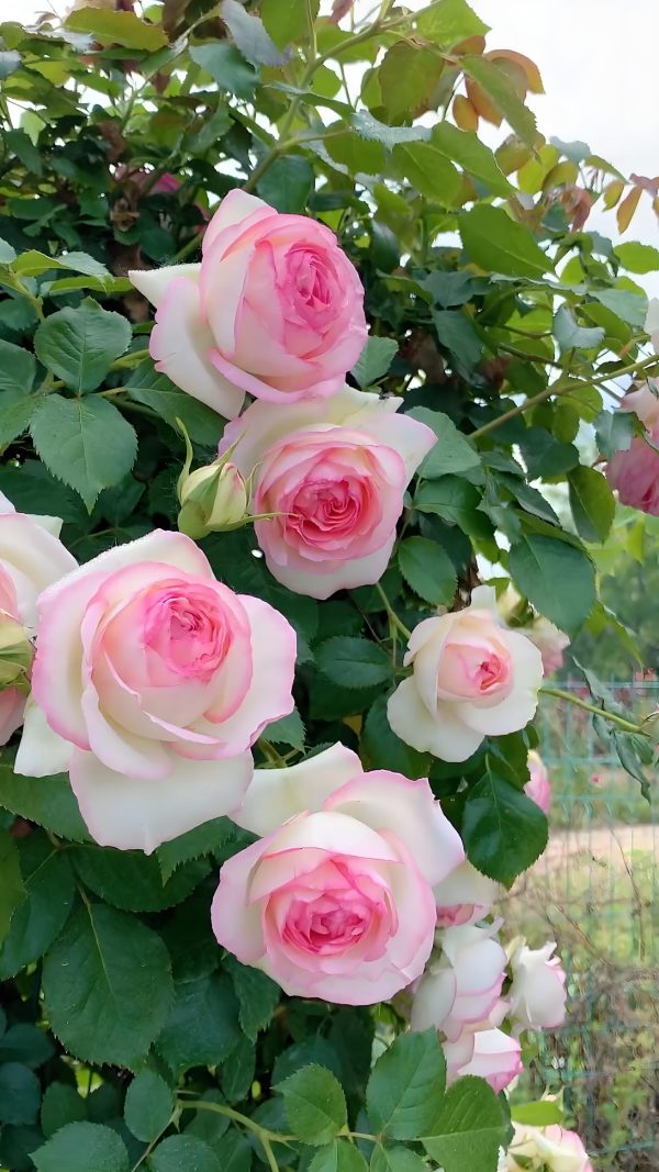 Eden Climber Rose丨Your roses