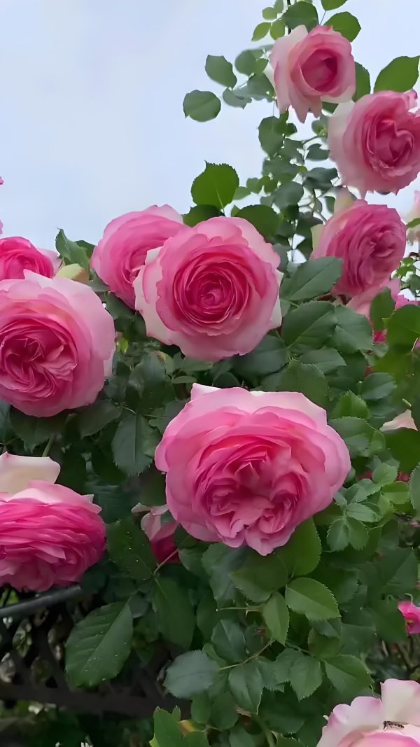 eden climbing rose for sale丨Your roses