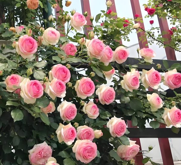 eden climbing rose Plant丨Your roses