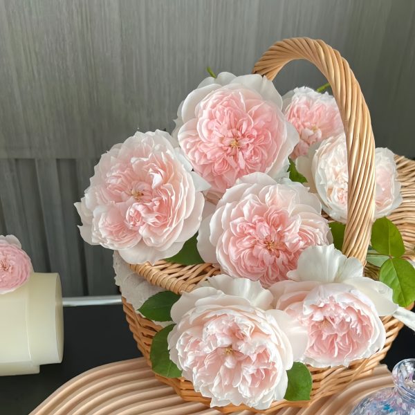 Letter Rose -Your Roses