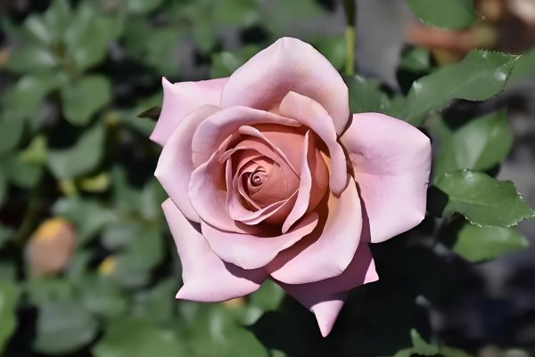 rosa koko loko丨Your roses