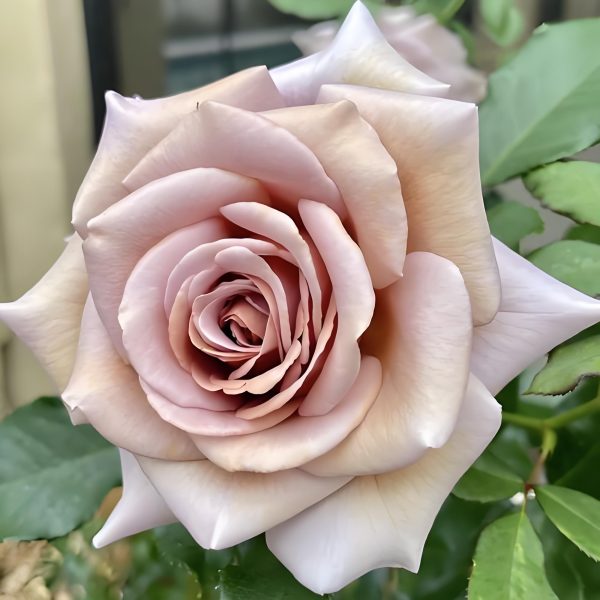 Koko Loko Rose for sale 丨Your roses