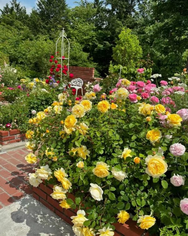 The Poet's Wife Rose features