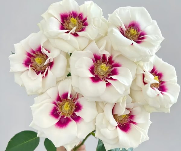 Brideside Rose-your roses