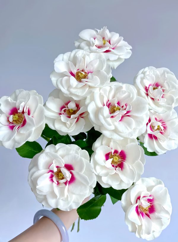 Rose Brideside-your roses