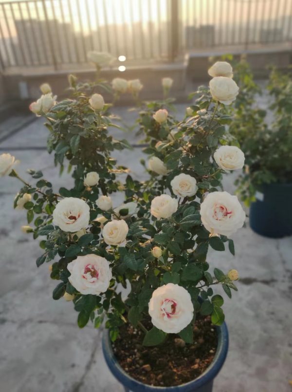 Brideside Rose Plant-your roses