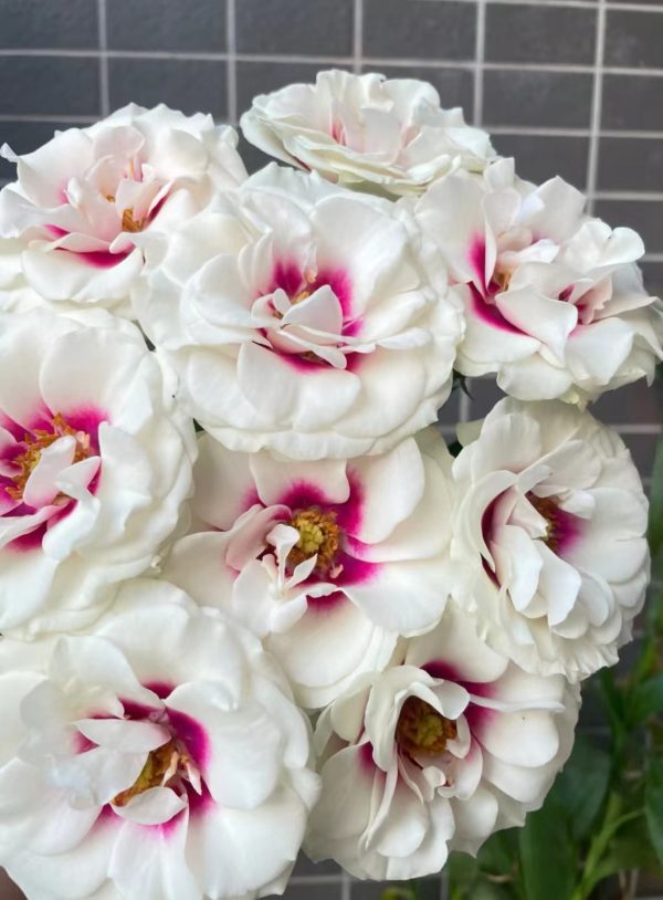Brideside Rose bush-your roses