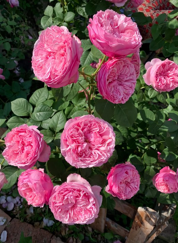 AUSweather Rose丨Your roses