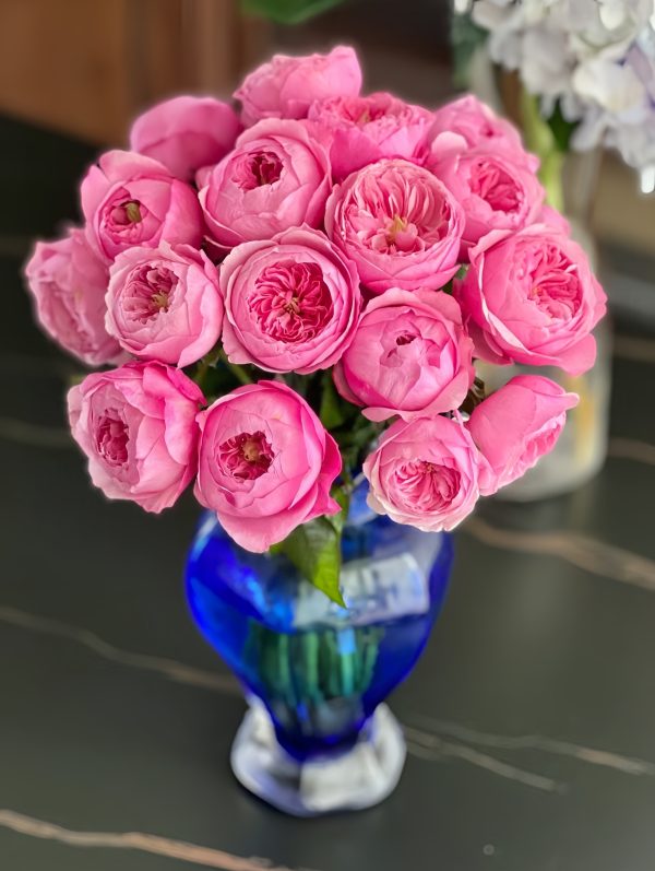 Carey Rose丨Your roses