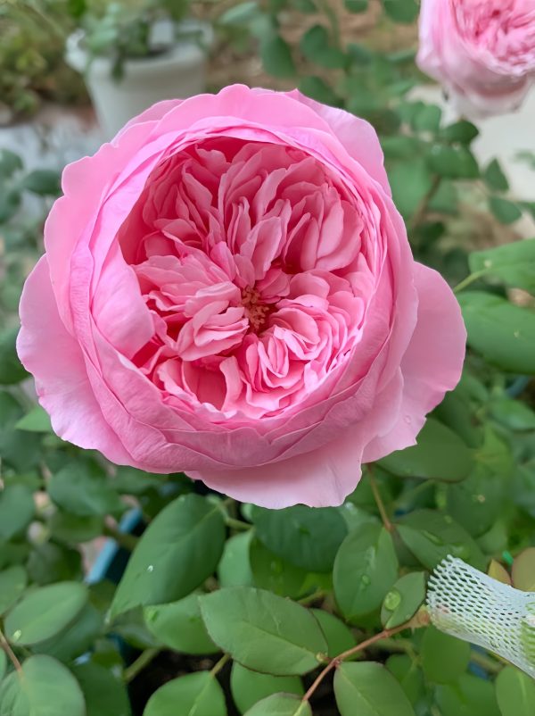 rose carey丨Your roses