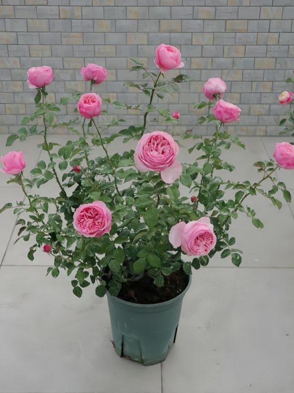 carey rose david austin丨Your roses