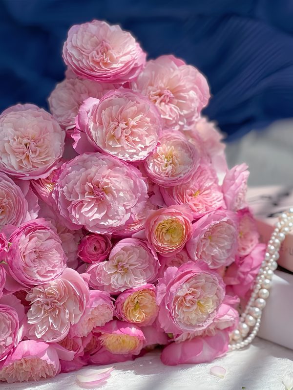 Constance Rose - Image 3