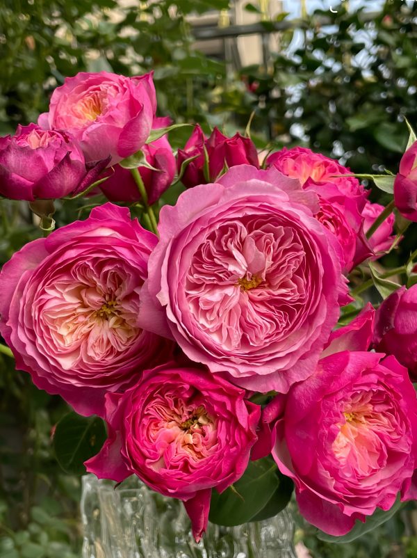 Constance Rose - Image 2