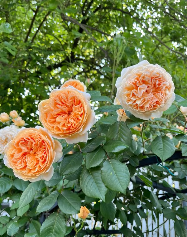 Crown Princess Margareta Rose-Your Roses
