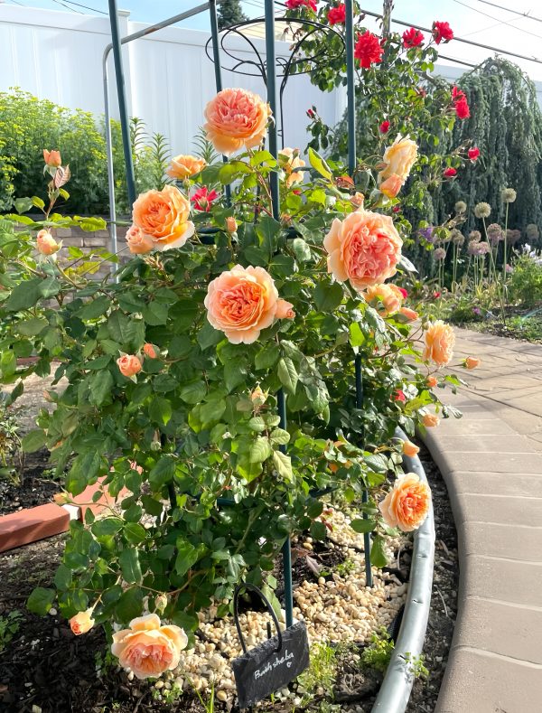 Crown Princess Margareta Rose-Your Roses
