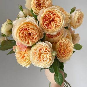 Crown Princess Margareta Rose-Your Roses
