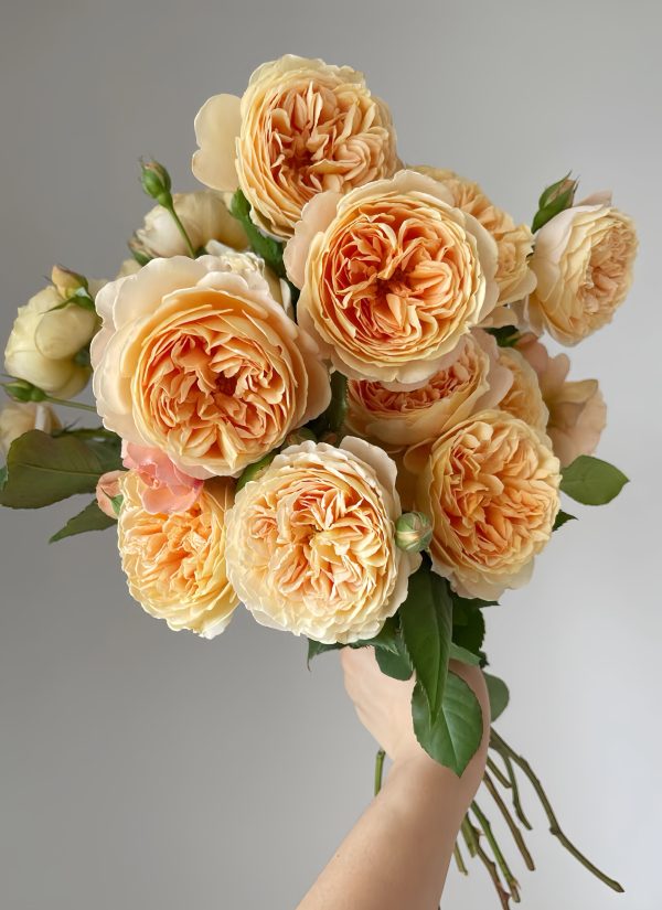 Crown Princess Margareta Rose-Your Roses