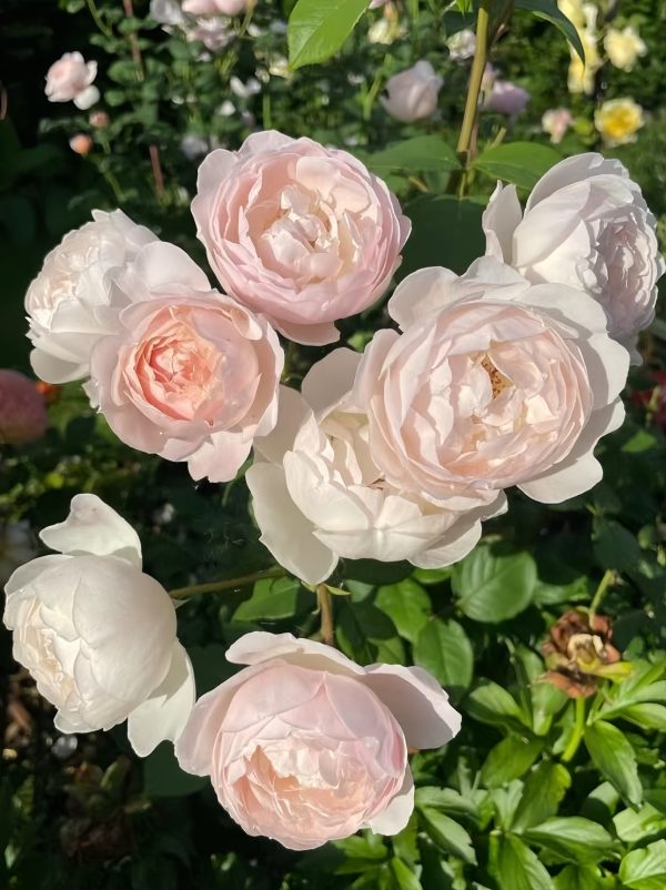Desdemona Rose - Image 3