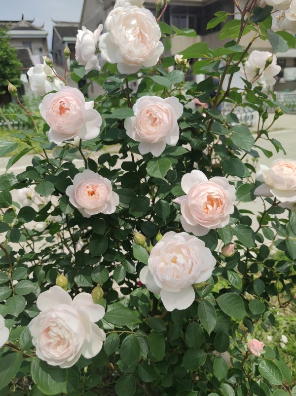 Desdemona Rose - Image 2