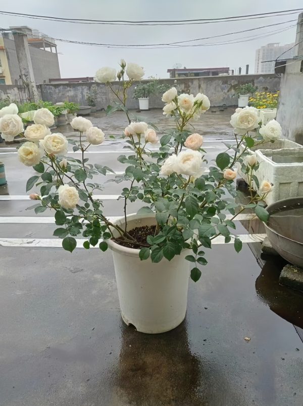Desdemona Rose - Image 4
