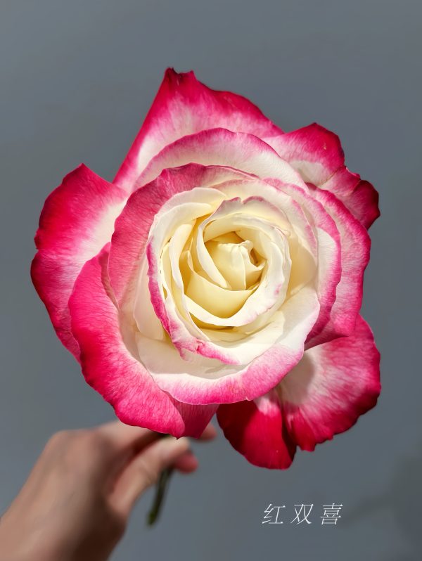 Double Delight Rose