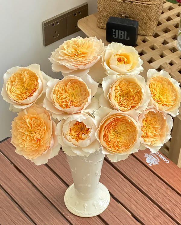 Effie Rose-Your Rose