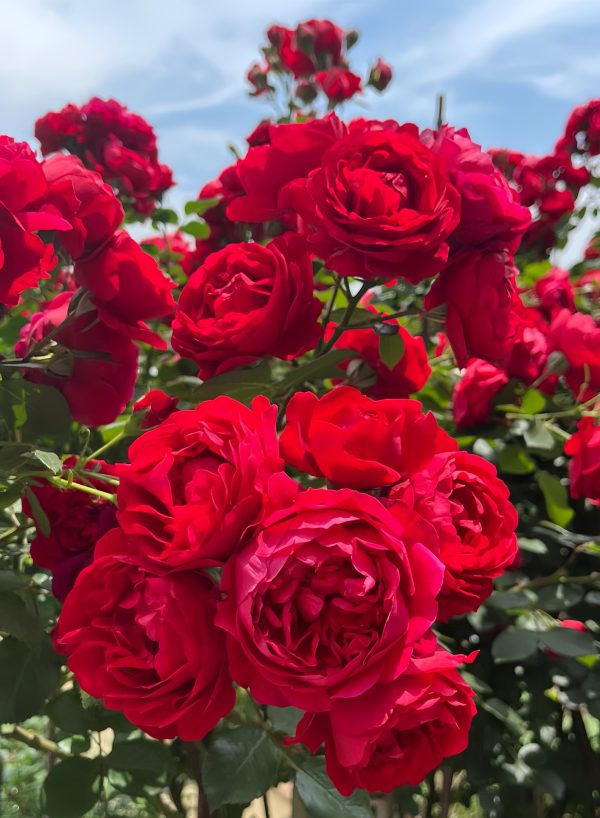 Florentina Rose-Your Rosee