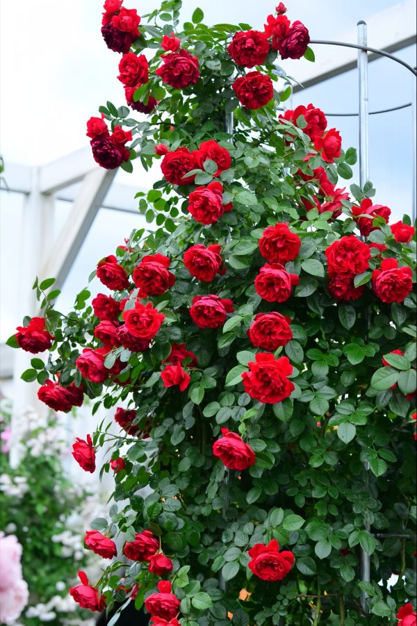 Florentina Rose-Your Rosee
