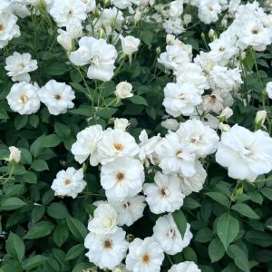 Iceberg Climbing Rose