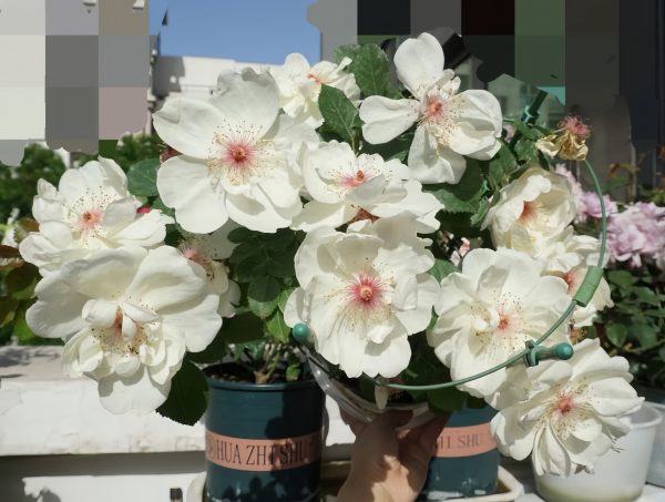 Jacqueline du Pré Rose-Your Roses