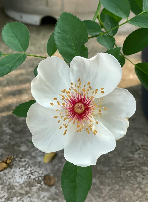 Jacqueline du Pré Rose-Your Roses