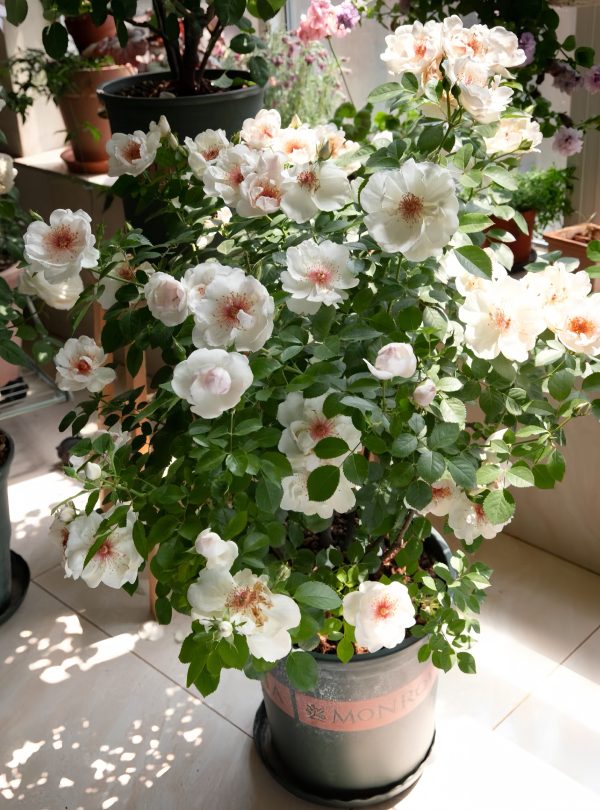 Jacqueline du Pré Rose-Your Roses
