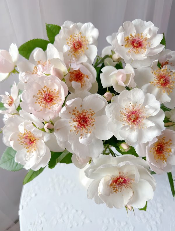 Jacqueline du Pré Rose-Your Roses