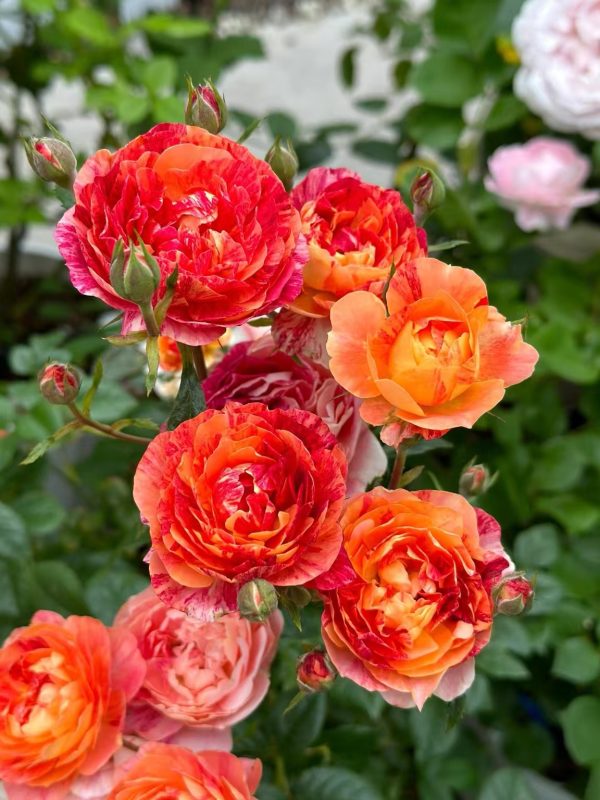 Juice Splash Rose丨Your roses