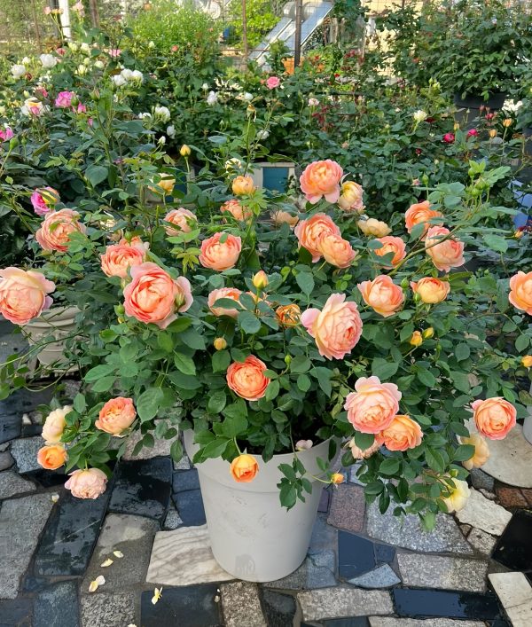 Lady of Shalott Rose-Your Roses