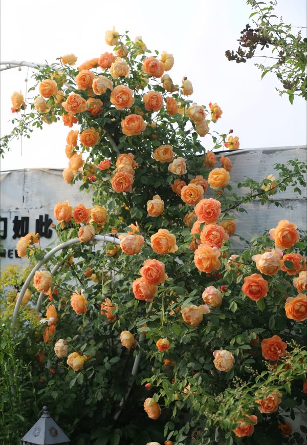 Lady of Shalott Rose-Your Roses